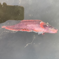 Brosmophycis marginata