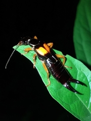 Carcinophora americana