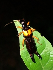 Carcinophora americana