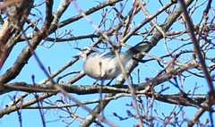 Cyanocitta cristata