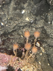 Ectopleura
