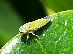 Bucephalogonia xanthophis