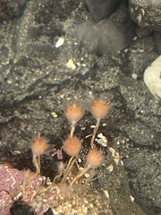 Ectopleura