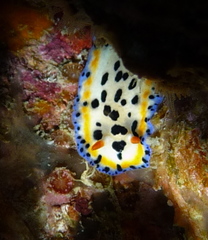 Hypselodoris maritima