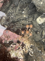 Ectopleura
