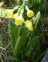 Primula sikkimensis