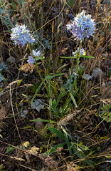 Frasera albicaulis nitida