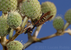 Paramantispa ambusta