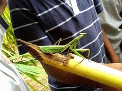 Stagmomantis theophila