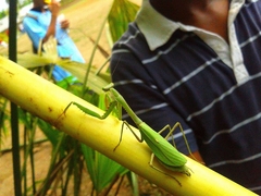 Stagmomantis theophila