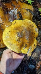 Cortinarius ponderosus