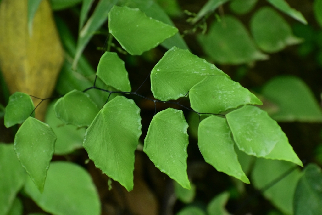 Seeman's maidenhair