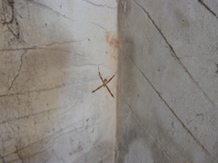 Argiope versicolor