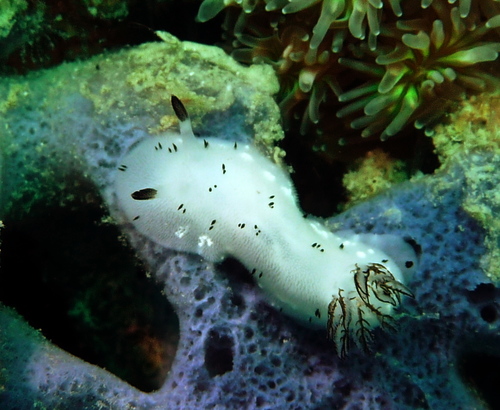 Mourning Dorid (Jorunna funebris)