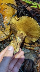 Cortinarius ponderosus