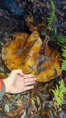 Cortinarius ponderosus