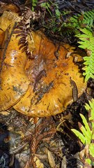 Cortinarius ponderosus