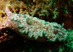 Glossodoris