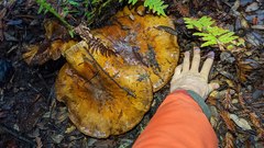 Cortinarius ponderosus