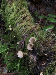 Arrhenia acerosa