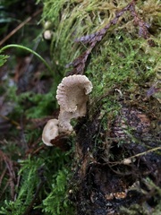 Arrhenia acerosa