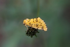 Chrysoecia atrolinea