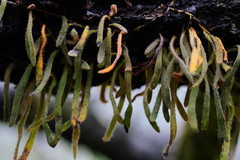 Pyrrosia linearifolia