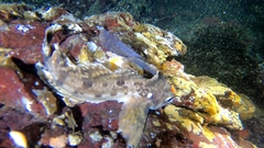 Nautichthys oculofasciatus