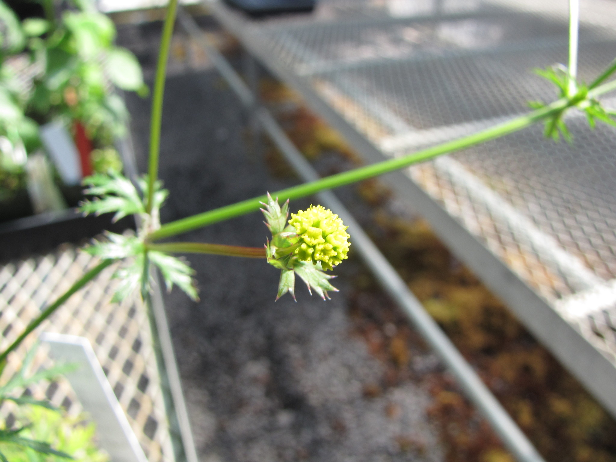 Sanicula sandwicensis