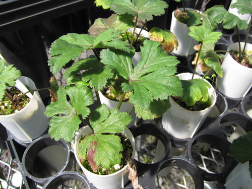 Sanicula sandwicensis