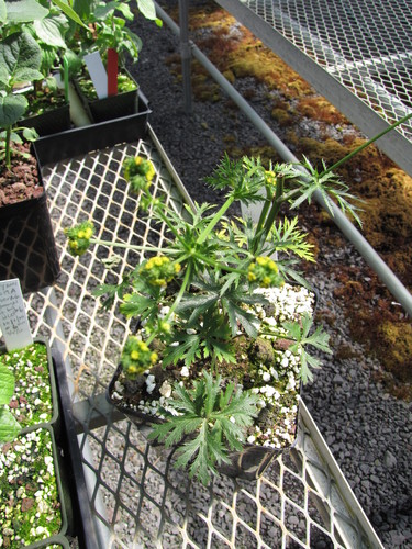 Sanicula sandwicensis