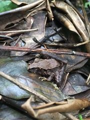 Ischnocnema henselii