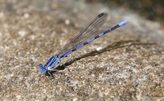 Argia sabino