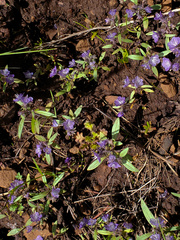 Phacelia peckii