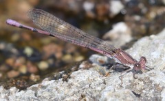 Argia pallens