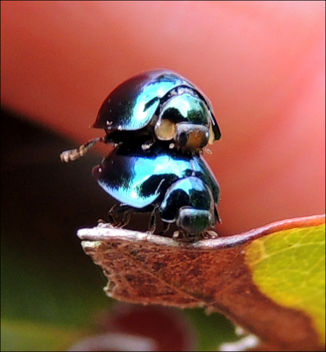 Steelblue Lady Beetle