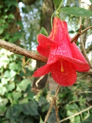 Lapageria rosea