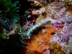 Hypselodoris infucata