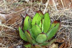 Agave inaequidens