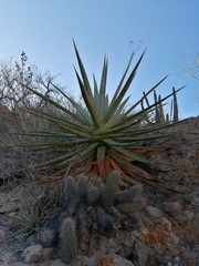 Agave chrysoglossa