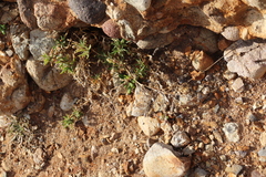 Polygonum paronychia