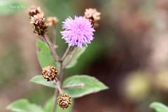 Vernonia alamanii
