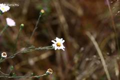 Symphyotrichum moranense