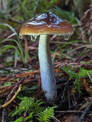 Cortinarius seidliae