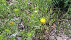 Grindelia cabrerae