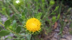 Grindelia cabrerae