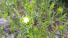Grindelia cabrerae