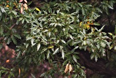 Quercus charcasana