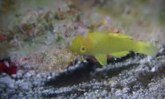 Priolepis aureoviridis