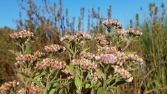 Pluchea odorata odorata